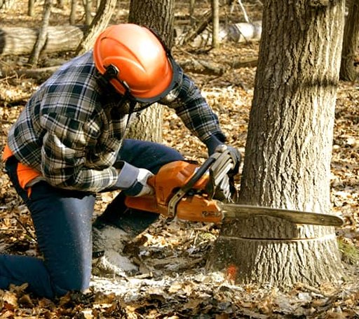 Tree Removal in Lavaca, AR